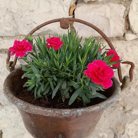 Kalipe Dolomiti *