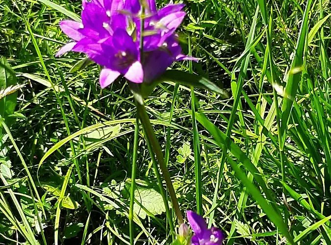 Appartement Kalipe Dolomiti *