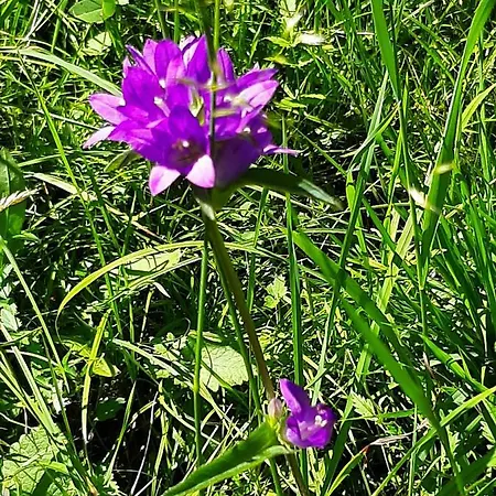 Apartment Kalipe Dolomiti *